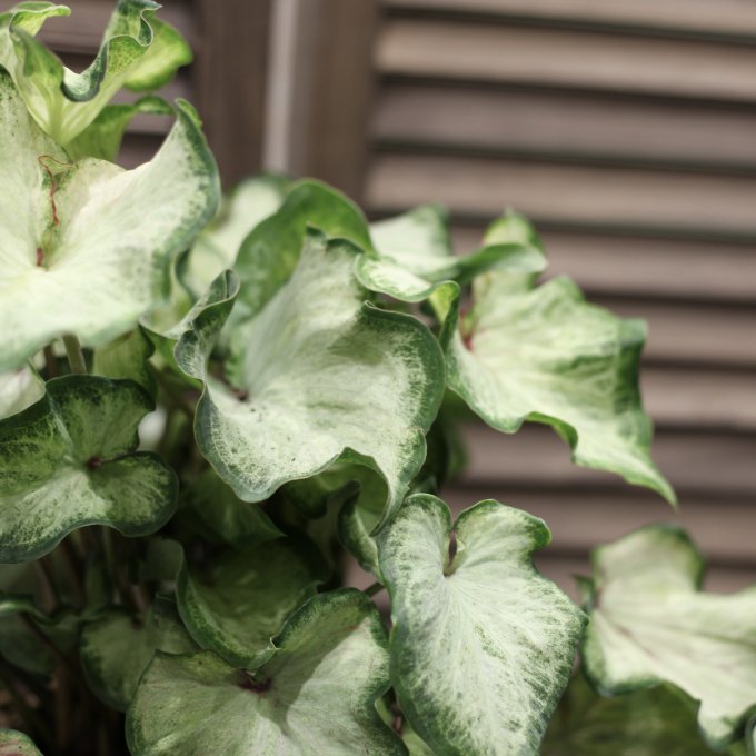 Caladium seguinum